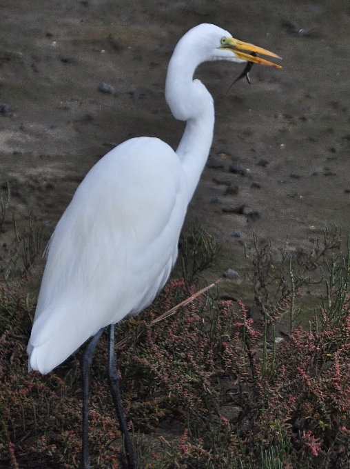 a heron with a lizard lunch